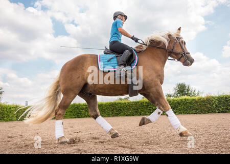 Forêt Noire Cheval. Cavalier galopant sur un cheval hongre dans un lieu. L'Allemagne. Banque D'Images