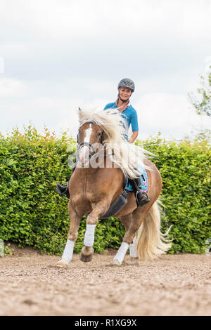 Forêt Noire Cheval. Cavalier galopant sur un cheval hongre dans un lieu. L'Allemagne. Banque D'Images