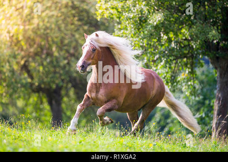 Forêt Noire Cheval. Hongre alezan galoper dans un pré. Allemagne Banque D'Images