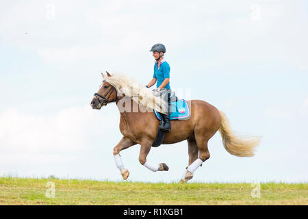 Forêt Noire Cheval. Cavalier galopant sur un cheval hongre dans un pré. Allemagne Banque D'Images