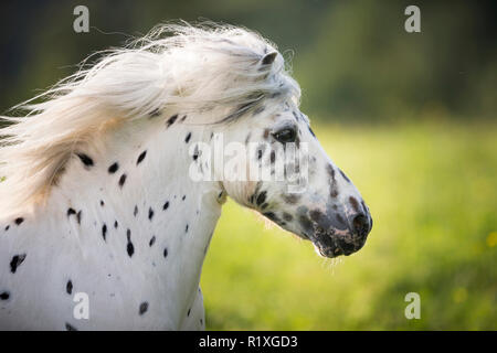 Poney Shetland. Appaloosa miniature sur un pré au galop, portrait. Allemagne Banque D'Images