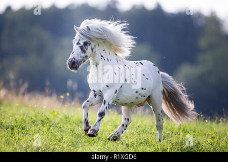 Poney Shetland. Appaloosa miniature sur un pré au galop.Allemagne Banque D'Images