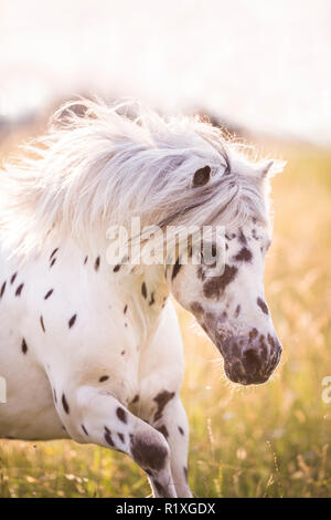 Poney Shetland. Appaloosa miniature sur un pré au galop, portrait. Allemagne Banque D'Images