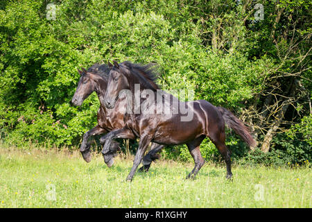 Cheval frison. Deux mares galoper sur un pâturage. Allemagne Banque D'Images