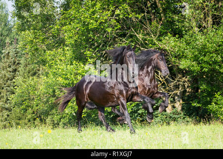 Cheval frison. Deux mares galoper sur un pâturage. Allemagne Banque D'Images