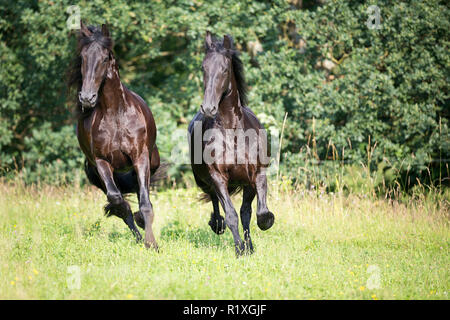 Cheval frison. Deux mares galoper sur un pâturage. Allemagne Banque D'Images