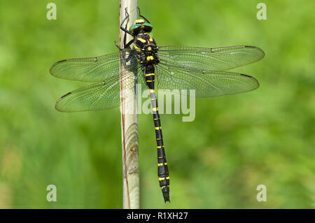 Golden-ringed Dragonfly (Cordulegaster boltoni) reposant sur des tiges de roseau. Allemagne Banque D'Images