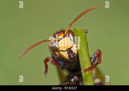 Frelon européen, Brown Hornet (Vespa crabro), close-up de tête de travailleur. Allemagne Banque D'Images