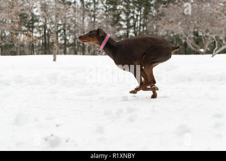 Le sympathique chien Doberman brun sur la neige à l'extérieur de la saison d'hiver Banque D'Images