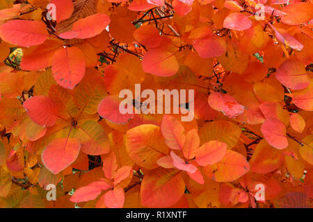 Close-up of bush fumée Prunus serrula feuilles rouges à l'automne, Vancouver, BC, Canada Banque D'Images