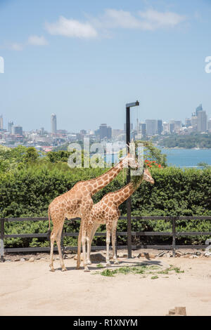 Sydney, Nouvelle-Galles du Sud, ​Australia-December 21,2016 : deux girafes se nourrissant de pendaison à la planteuse paysage urbain avec du Zoo de Taronga à Sydney, Australie Banque D'Images