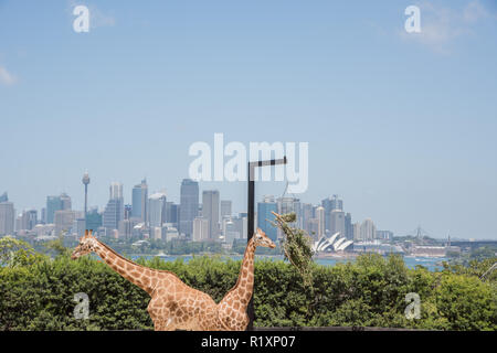 Sydney, Nouvelle-Galles du Sud, ​Australia-December 21,2016 : deux girafes se nourrissant sur le semoir à la pendaison avec vue sur l'horizon du Zoo de Taronga à Sydney, Australie Banque D'Images