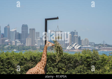 Sydney, Nouvelle Galles du Sud : Australia-December,21,2016 alimentation girafe sur la pendaison au semoir avec vue sur l'horizon du Zoo de Taronga à Sydney, Australie Banque D'Images