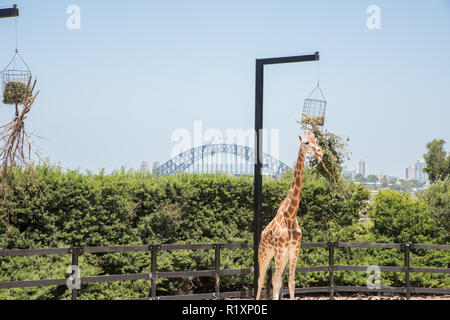 Sydney, Nouvelle Galles du Sud,21,2016 Australia-December:alimentation girafe sur la pendaison du semoir avec Harbour Bridge view au Zoo de Taronga à Sydney, Australie Banque D'Images