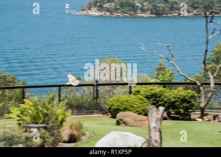 Sydney, Nouvelle-Galles du Sud, Australia-December 21,2016 : chouette effraie en vol à un ​Bird spectacle au Zoo de Taronga show avec vue sur le port de Sydney, Australie Banque D'Images