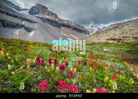 Montagne Mistaya (Wildcat Creek Valley, British Columbia, Canada, Rovky) Banque D'Images