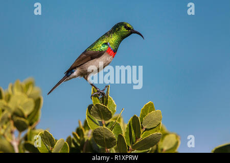 Gobemouche sud Sunbird Chalcomitra chalybeus Betty's Bay, Western Cape, Afrique du Sud District 3 septembre 2018 Nectariniid mâles adultes Banque D'Images