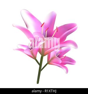 Bouquet de lis roses. Illustration vectorielle. Belles fleurs. Illustration de Vecteur