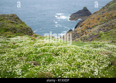 Vue sur l'océan Atlantique à partir de la falaise, sur l'île de Skomer, réserve naturelle nationale, Nouvelle-Galles du Sud Banque D'Images