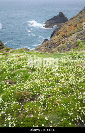 Vue sur l'océan Atlantique à partir de la falaise, sur l'île de Skomer, réserve naturelle nationale, Nouvelle-Galles du Sud Banque D'Images