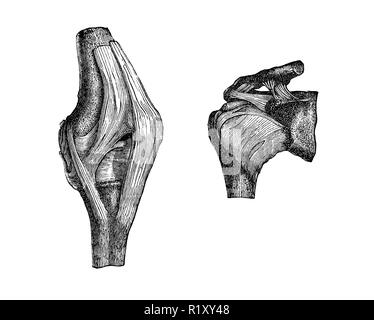 Vintage illustration de l'anatomie, l'articulation du genou et de l'épaule Banque D'Images