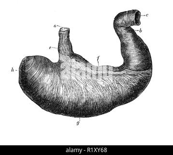 Vintage illustration de l'anatomie, l'estomac humain Banque D'Images