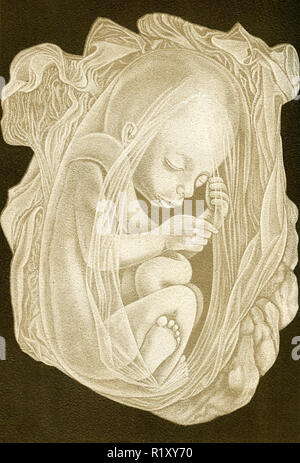 Vintage illustration de l'anatomie, le foetus de cinq mois Banque D'Images