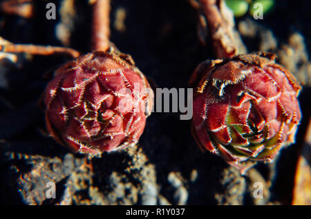 Succulentes Echeveria en rouge de couleurs au jardin extérieur - libre Banque D'Images