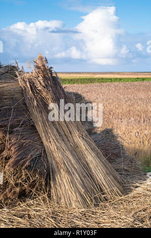 Moyettes - des piles de roseaux coupés séchant au soleil pour être utilisé pour les toitures traditionnelles de chaumières à Norfolk, UK Banque D'Images