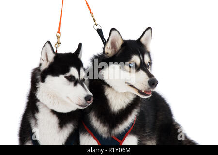 Deux chiens husky avec des yeux bleu et brun isolated on white Banque D'Images