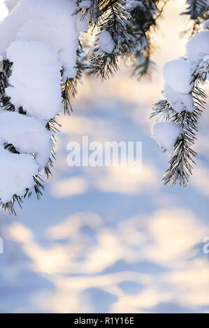 Couvert de neige pin (Pinus sylvestris) branches contre la neige, l'arrière-plan flou artistique allumé par le paramètre soleil d'hiver. Focus sélectif et faible profondeur de f Banque D'Images