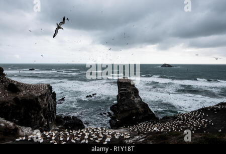 Muriwai Beach, New Zealand - 16 octobre 2017 : la colonie de fou de bassan Muriwai vu depuis une plate-forme d'observation. Bassan vivre en grande colonie près de la mer et commencer à nicher en août à mars de chaque année. Banque D'Images