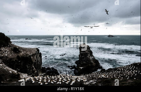 Muriwai Beach, New Zealand - 16 octobre 2017 : la colonie de fou de bassan Muriwai vu depuis une plate-forme d'observation. Bassan vivre en grande colonie près de la mer et commencer à nicher en août à mars de chaque année. Banque D'Images