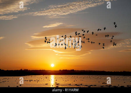 Burscough, Lancashire. Météo Royaume-Uni. 15 novembre 2018. Coucher de soleil d'hiver coloré au-dessus de la réserve d'oiseaux Martin Mere, les canards migrateurs, les oies et les cygnes retournent dans les terres humides pour rôtir lorsque le soleil se couche sur les terres humides. Crédit : MediaWorldImages/AlamyLiveNews Banque D'Images