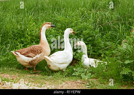 Deux oies et goose paissent dans l'herbe sur la prairie Banque D'Images