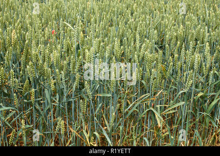 Des épis de blé vert sur le terrain en période de maturation en été Banque D'Images