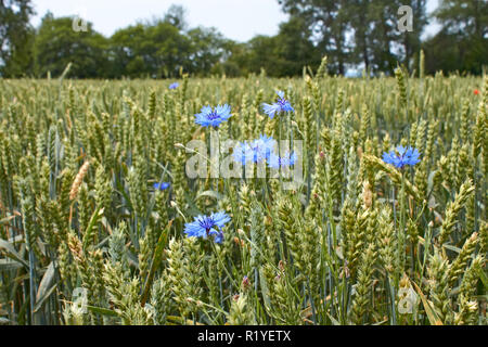 Fleurs de Lys Bleu sur la maturation du champ de blé près de la forêt à un coup de vent Banque D'Images