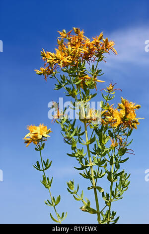Plante à fleurs d'Hypericum perforatum ou millepertuis contre le ciel bleu au soleil Banque D'Images