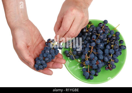 Homme Chef vérifie la qualité des raisins d'automne Isabella avant le début de la production du vin. Isolé sur blanc gros plan studio shot Banque D'Images