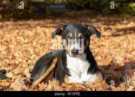 Closeup portrait photo d'une adorable chien de Montagne Appenzeller isolated on white Banque D'Images
