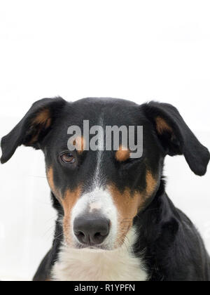 Closeup portrait photo d'une adorable chien de Montagne Appenzeller isolated on white Banque D'Images