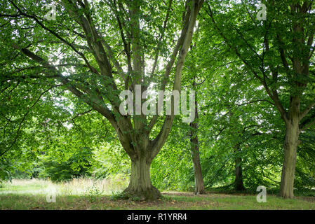 Arbre charme commun Carpinus betulus Fastigiata au Royal Botanic Gardens de Kew, Angleterre, RU Banque D'Images