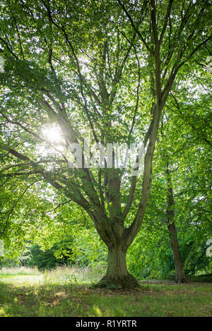 Arbre charme commun Carpinus betulus Fastigiata au Royal Botanic Gardens de Kew, Angleterre, RU Banque D'Images