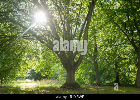 Arbre charme commun Carpinus betulus Fastigiata au Royal Botanic Gardens de Kew, Angleterre, RU Banque D'Images