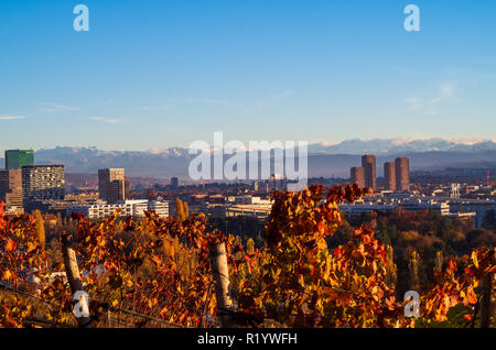 La ville de Zurich à partir de vista au sommet d'Hongg en automne au coucher du soleil ton chaleureux vignoble après la récolte en premier plan Banque D'Images