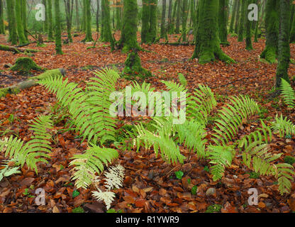 Fougères poussant dans les petits bois de hêtre avec les feuilles d'automne au Château Galtee woods, Limerick, Irlande Banque D'Images