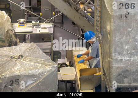 Hilo, Hawaii - un processus de travail de macadamia au Mauna Loa Macadamia Nut Factory. Banque D'Images