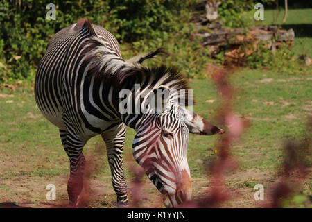 Le Zèbre de Grévy un foin de manger dans le parc. Un bel animal avec alternance de noir et blanc. Les journées chaudes en été Banque D'Images