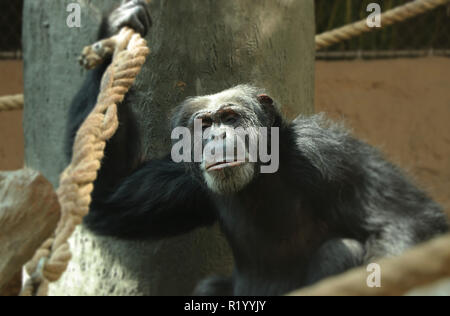 Un chimpanzé commun grimper à l'arbre et d'une main pour tenir la corde et à la recherche en appareil photo. Il a la peau noire et fourrure gris a quelque part. Banque D'Images