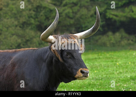 L'Aurochs de Heck, recréé les bovins (Bos primigenius primigenius), portrait d'une vache. Allemagne Banque D'Images